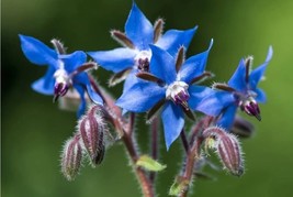 PS 300 Borage Seeds Autumn Herb Garden  Repellent Non Gmo Star Flower Fa... - $201.97 MXN