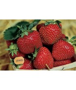 12 Strawberry Plants Jewel-Superb Quality and Flavor(Bundle of 12 Bare R... - $32.99