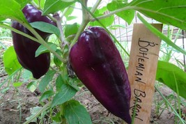 Bohemian Baron pepper -  brilliant purple bell pepper with fine flavor - $5.25