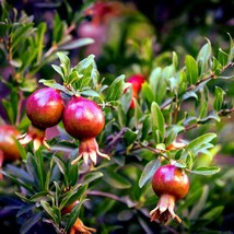 20 DWARF Pomegranate Tree Seeds - $15.90