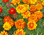 200 Seeds French Marigold Sparky Mix Heirloom Insect Repellent  Fresh Fa... - $8.99