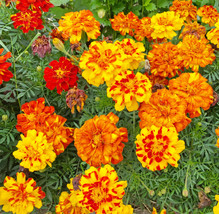 200 Seeds French Marigold Sparky Mix Heirloom Insect Repellent  Fresh Fast Shipp - £7.08 GBP