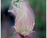 20 Prairie Smoke Seeds Easy To Grow Beautiful Flower 2 - £5.24 GBP