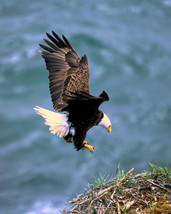 American Bald Eagle Approaching Her Nest Wildlife Bird Raptor Print 12x15  - £46.19 GBP