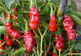 Chilli Peter Pepper Red - £1.90 GBP