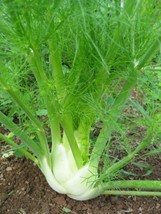 FA Store Florence Fennel Seeds 250+ Vegetable Salad Garden Non-Gmo - £6.66 GBP