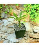 Brighamia Insignis Cactus Cacti Succulent Live Plant in 4&quot; Pot - $2,264.47 MXN