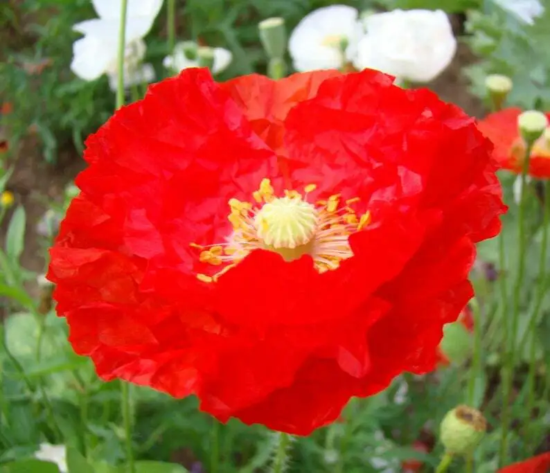  Best Shirley Poppy Flower 500 Seeds  - £7.47 GBP