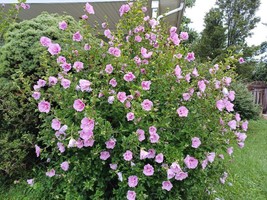 Hibiscus Minerva Rose of Sharon Flower 10 - 200 Seeds Beautiful Pink Shades - $2.55+