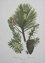 Wall Art Print 19th C Pine Cone and Foliage Botanical Pinecone 39x54 54x39 - £481.15 GBP