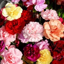 Mixed Colorful Caryophyllus Carnation Flowers 50 Seeds Mother Flowers E3669 Fres - $6.72