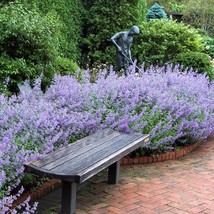 10 Wholesale Perennial Nepeta &#39;Walker&#39;s Low&#39; Catmint Plants Flowers Herbs  - £54.27 GBP