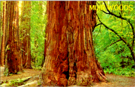 Muir Woods Redwoods Postcard California 1980 Posted  5.5 x 3.5 Ins. - £4.68 GBP