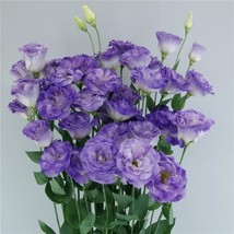 LISIANTHUS SEEDS MEGALO BLUE FLASH 25 PELLETED SEEDS CUT FLOWER SEEDS - £18.70 GBP