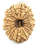 Collector Size 15 Mukhi Rudraksha - 27.07 mm - Nepal - IGL Certified - €425,68 EUR