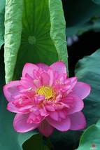 Exquisite &#39;Piaopiao&#39; Series Double-Petal Pink Lotus, 20 Seeds D - $12.35