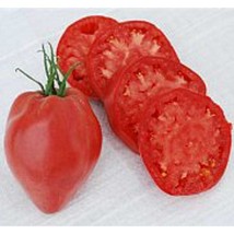 USA SELLER Hungarian Heart Tomato Seeds Fast Shipping - $9.80