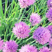 Organic Chives New Fresh Seeds - £7.14 GBP