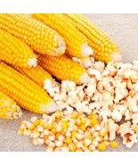 US Seller Yellow Popcorn Seeds Fast Shipping - $11.48