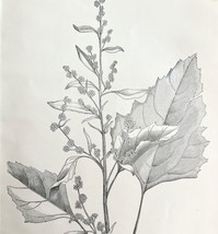 Pig Weed Chenopodium Album Drawing Victorian 1887 Art Print Agriculture DWT9C - £19.66 GBP