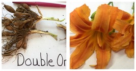 3 DOUBLE ORANGE BLOOM Daylily fans/root systems - £24.74 GBP