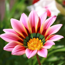 LimaJa 25 Gazania Big Kiss Sunflower Seeds Exotic HUGE PETAL Flowers NON... - $9.00