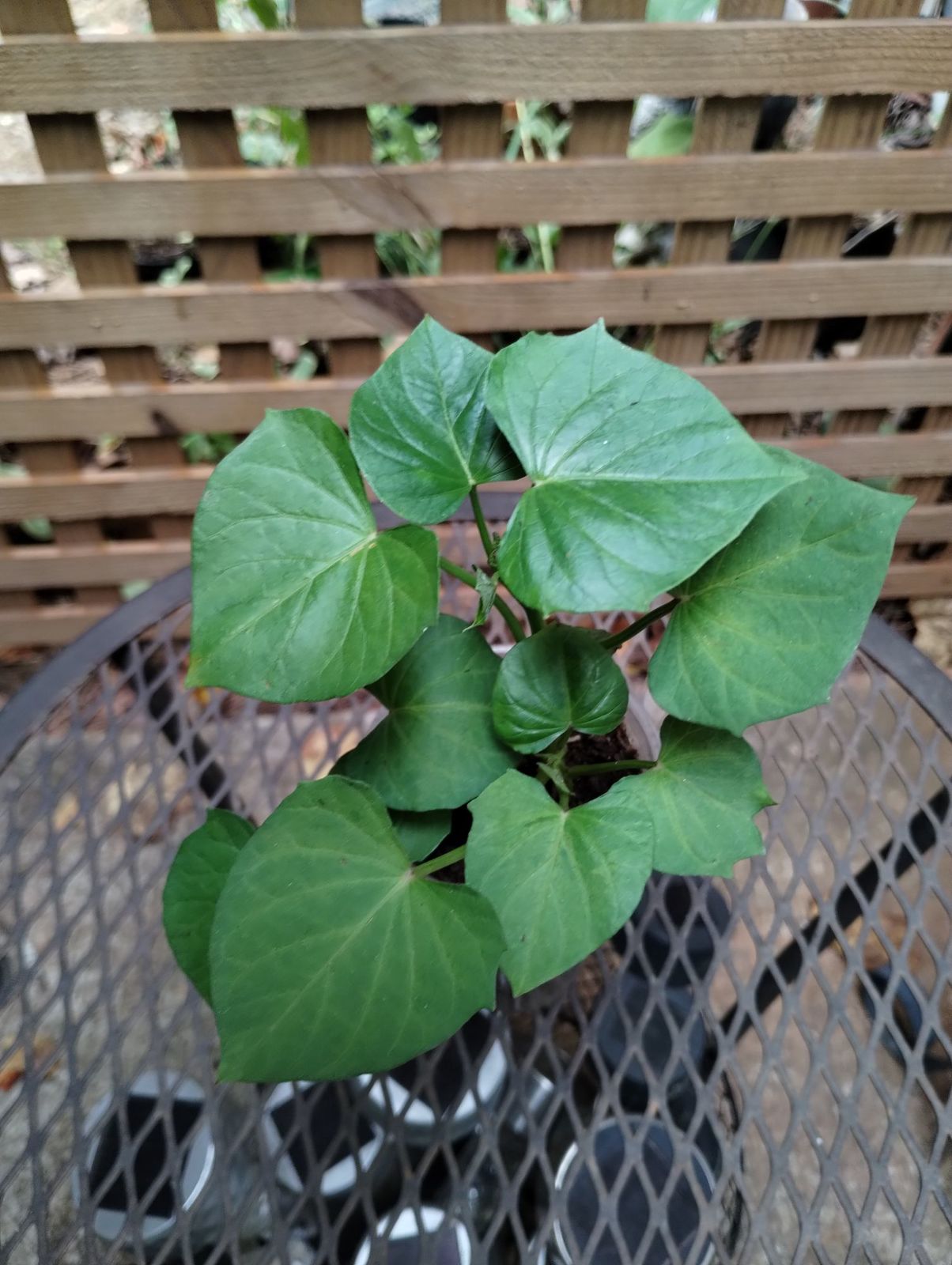 Sweet Potato Houseplant Starter Live Rooted - $7.95