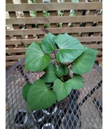 Sweet Potato Houseplant Starter Live Rooted - €6,80 EUR