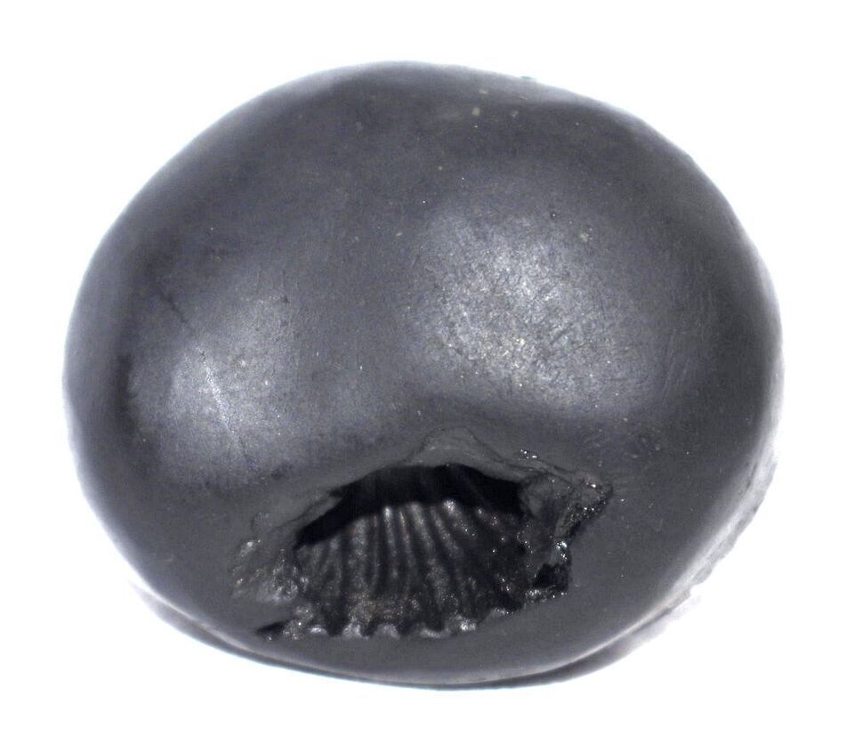 Shesha Shaligram / Ananta Shesha Salagram - Gandaki River Nepal Item image 4