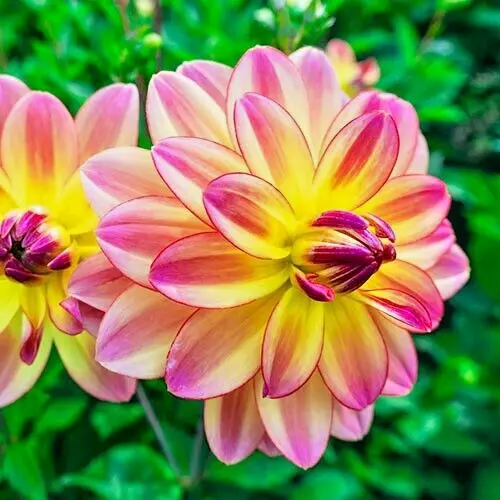 Dahlia PACIFIC OCEAN 1 Live Flower Plant Bulb Tuber PINK YELLOW VARIEGAT... - £29.21 GBP