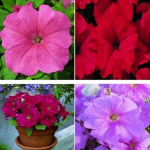 1R7D1 Petunia Candypops Mix 50 Thru 1000 Pelleted Fresh Seeds USA Seller - £13.46 GBP