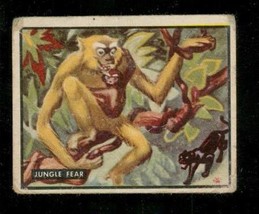 1950 Topps Trading Card Bring Em Back Alive Jungle Fear #5 Fighting Animals - $4.94