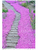 Goodidea 200PCS Creeping Thyme Seeds Rock CRESS Plant - Light Pink Flowers - £6.24 GBP