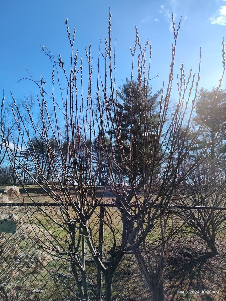 White Pussy Willow Salix discolor 20 piece lot Tree Stems for planting approx 6