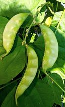 5 Seeds Hyacinth Bean - Akhana Fujimame SEEDS - HEIRLOOM - ASIAN GARDEN ... - $10.23