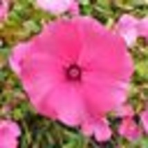 Seed 2023 Pink Rose Mallow | Malva Trimestris Royal Tree French Hollyhock Flower - £9.45 GBP