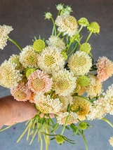 From US 50 pcs Scabiosa Atropurpurea &#39;Fata Morgana&#39; Ground Cover - $9.48