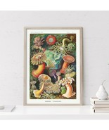 Haeckel Actiniae Wall Art Vintage Poster Print, Marine Species Home Office Decor - $24.74 - $34.64