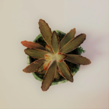 Succulent Planter with Chocolate Soldier Plant, Green Marble Kalanchoe Tomentosa image 3