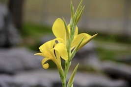 10 Seeds Louisiana Canna Heirloom Seeds For Quick Planting Simple And Beautiful - $15.99