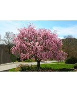 5+ Dwarf pink weeping cherry tree cuttings:  Free shipping!! - £10.27 GBP