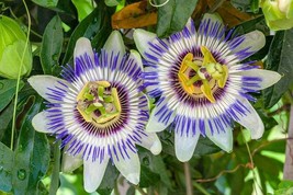Blue Crown Passion Flower Seeds - $7.99