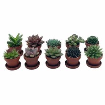 Teacup Succulent Assortment, 10 Different Plants, in 1 inch pots with Saucers, S - £37.39 GBP