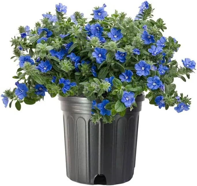 Blue Daze Large Plants Evolvulus Glomerata Low Maintenance - $63.89