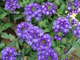 150 Verbena Seeds Quartz Blue Flower Seeds - Garden - Outdoor Living - FREESHIP - $49.99