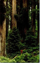 Jesse H Metcalf Grove Redwoods Mill Creek Water Shed California Postcard - £5.77 GBP
