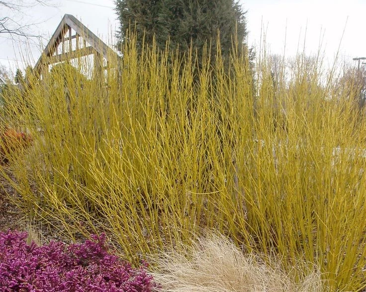 Easy Grow | Buds Yellow Twig Dogwood Starter Plant - $405.38 MXN