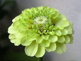USA Green Envy Zinnia Elegans Heirloom Chartreuse Double Flower 250 Seeds - £8.64 GBP