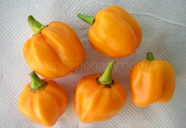 Habanero Orange 10 seeds for planting, habanero seeds - $2.75