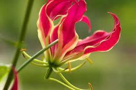 25 Flame Lily or Fire Lily Seeds,  Gloriosa rothschildiana Seeds - £4.79 GBP